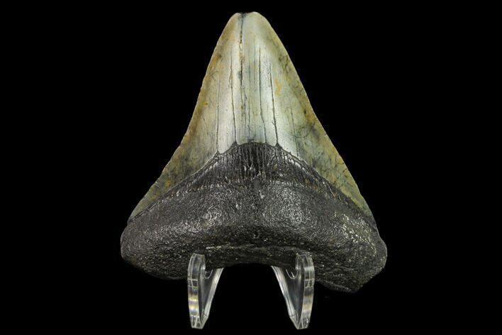 3.20" Fossil Megalodon Tooth - North Carolina